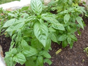 jfs community garden