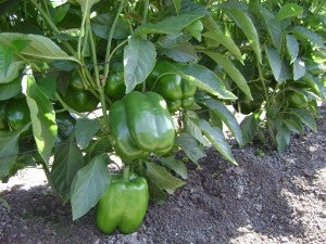 community harvesters garden