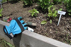 Garden_Glove_beets_radishes_JFC_ACare_close-up_275